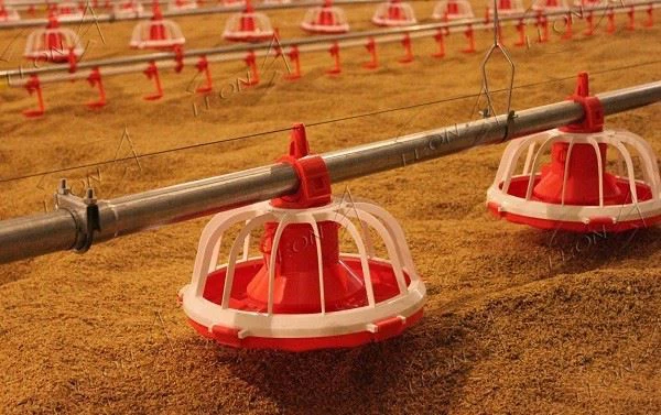 Full Automatic Broiler Pan Feeding System Poultry Equipment Price
