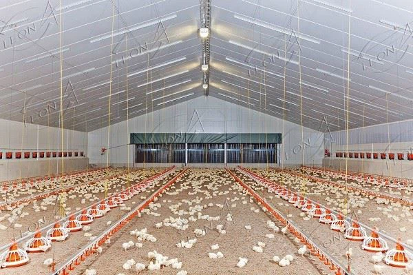 Full Automatic Broiler Pan Feeding System Poultry Equipment Price