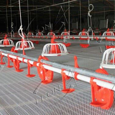 Good Quality Broiler Pan Feeding System