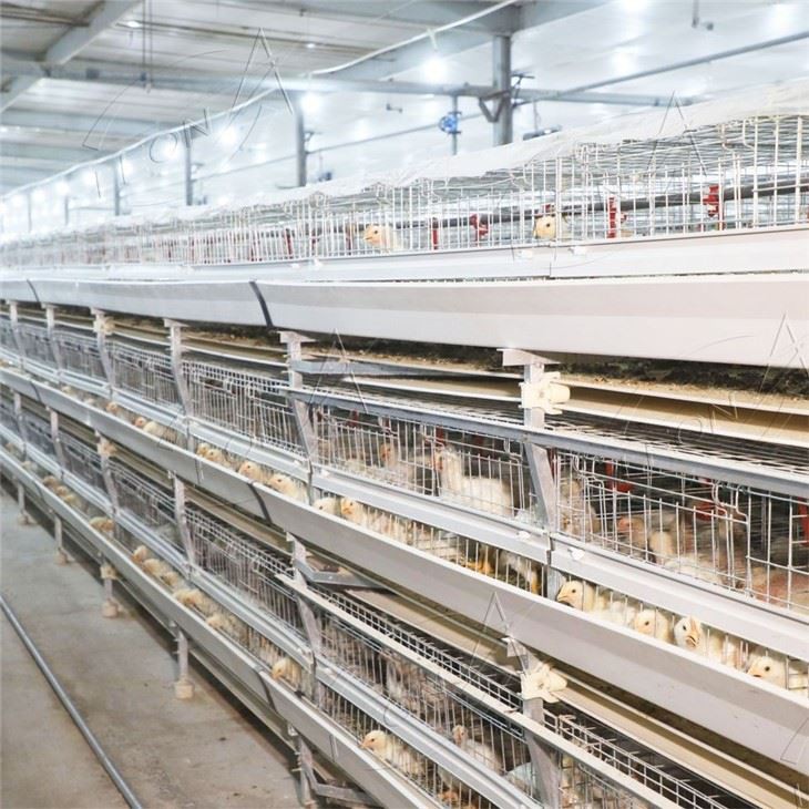 H Type Broiler Cage Raising System
