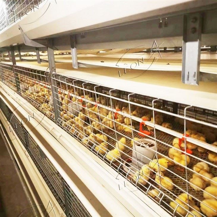 H Type Broiler Cage Raising System