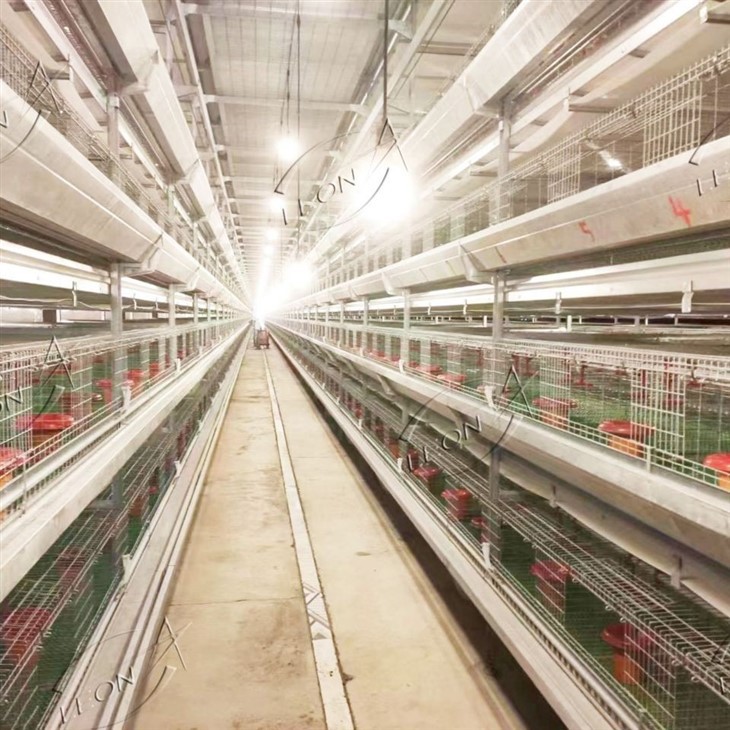 H Type Broiler Cage Raising System